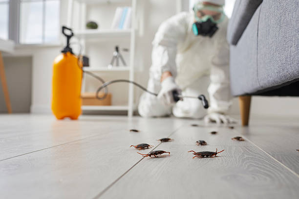 Commercial Rodent Management in Salem